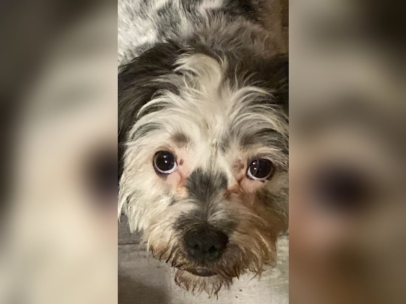 Zwei wunderbare Hunde suchen neues Zuhause