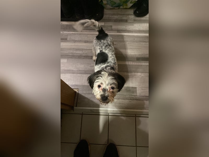 Zwei wunderbare Hunde suchen neues Zuhause