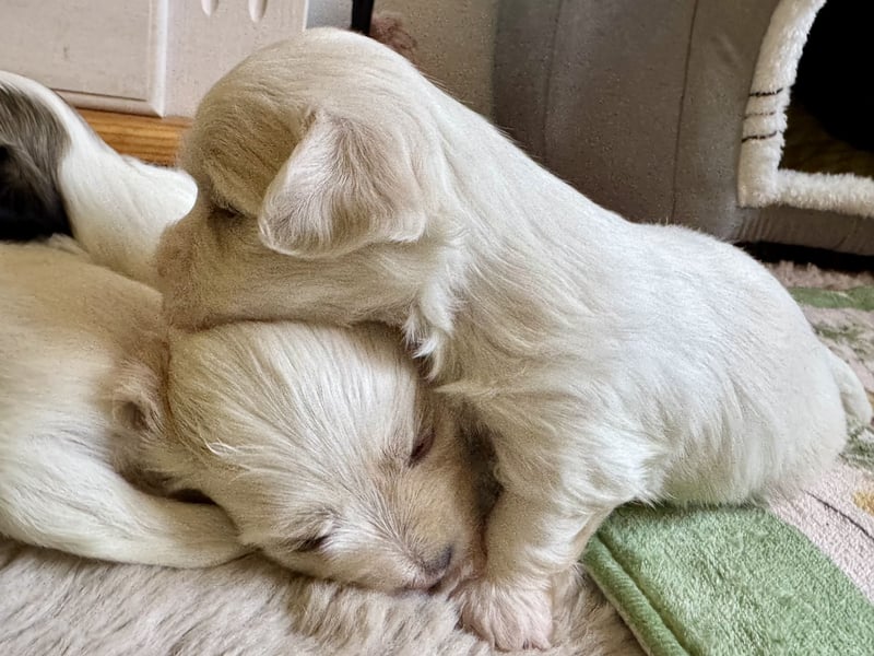 Havaneser Welpen reinrassig mit Ahnentafel