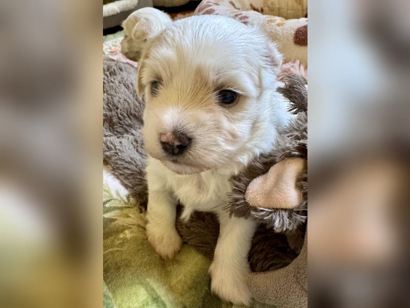 Havaneser Welpen reinrassig mit Ahnentafel