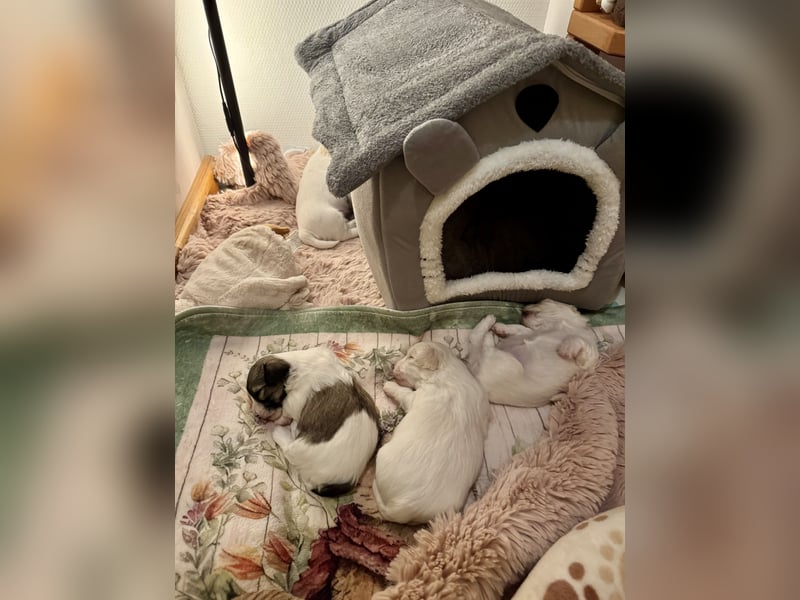 Havaneser Welpen reinrassig mit Ahnentafel