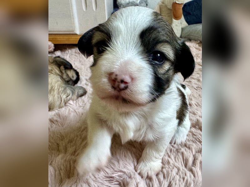 Havaneser Welpen reinrassig mit Ahnentafel