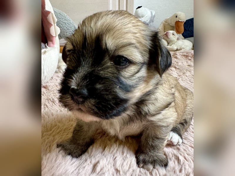 Havaneser Welpen reinrassig mit Ahnentafel