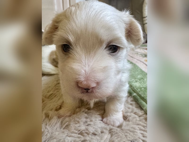 Havaneser Welpen reinrassig mit Ahnentafel