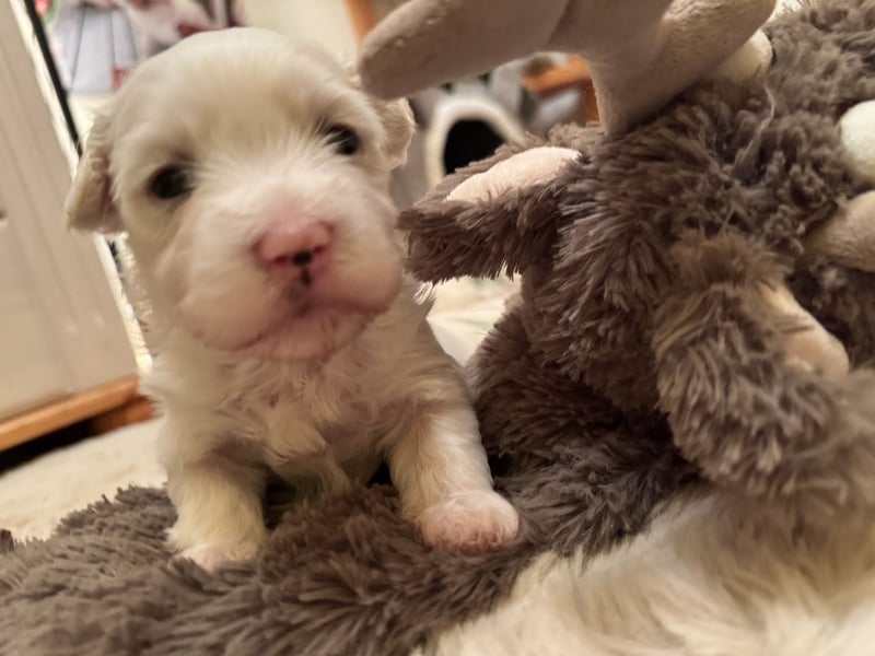 Havaneser Welpen reinrassig mit Ahnentafel