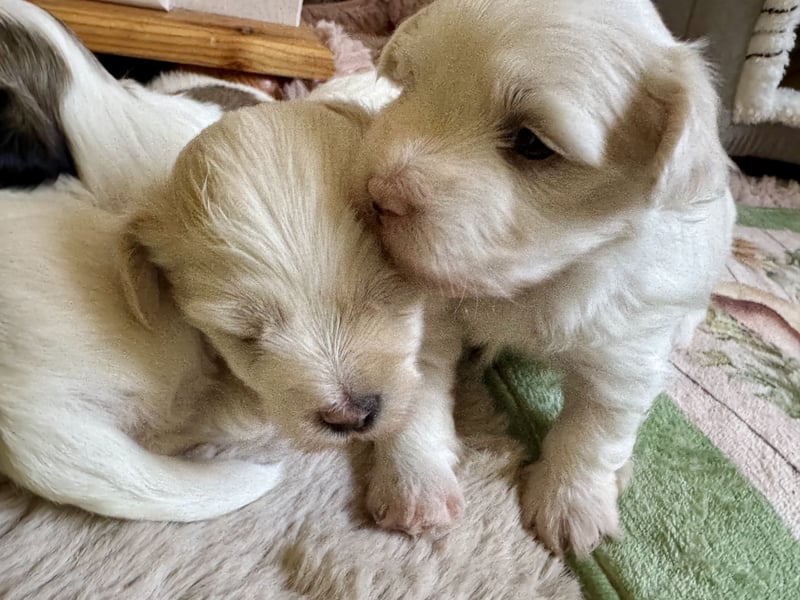 Havaneser Welpen reinrassig mit Ahnentafel