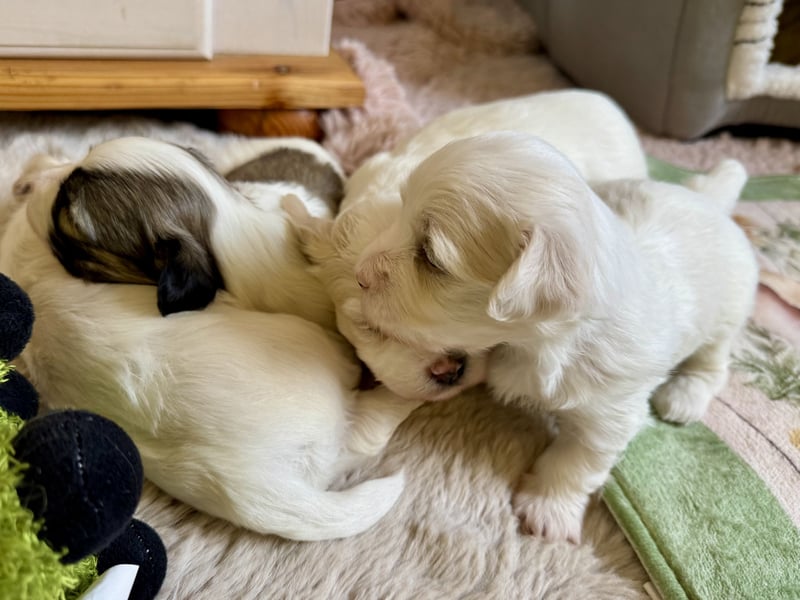 Havaneser Welpen reinrassig mit Ahnentafel