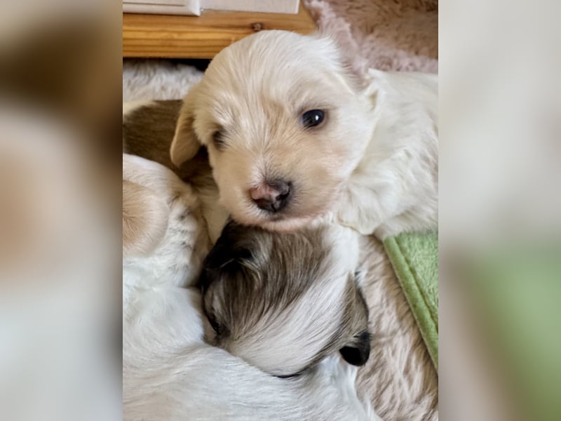 Havaneser Welpen reinrassig mit Ahnentafel