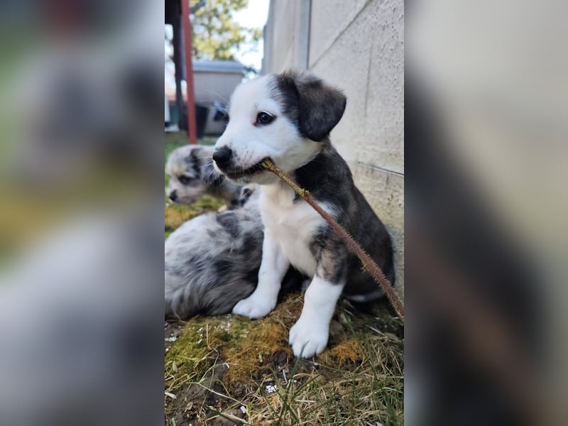 SCHNEEGLÖCKCHEN ca. 3-4 mon. Mischlingsmädchen