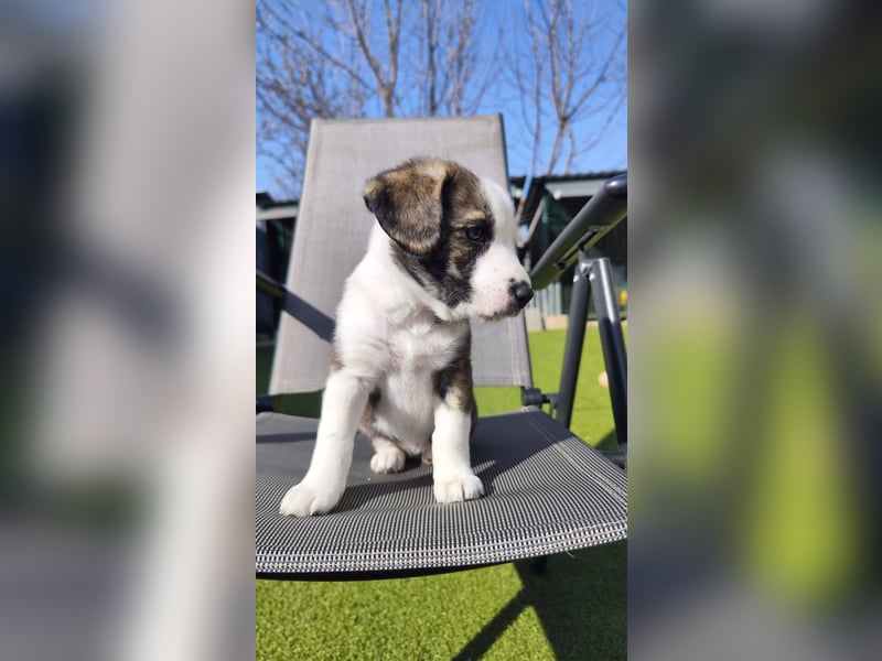 SCHNEEGLÖCKCHEN ca. 3-4 mon. Mischlingsmädchen