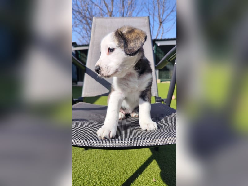 SCHNEEGLÖCKCHEN ca. 3-4 mon. Mischlingsmädchen