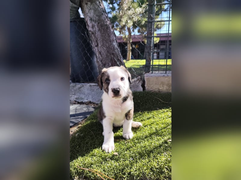 SCHNEEGLÖCKCHEN ca. 3-4 mon. Mischlingsmädchen