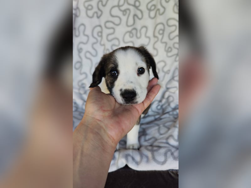 SCHNEEGLÖCKCHEN ca. 3-4 mon. Mischlingsmädchen