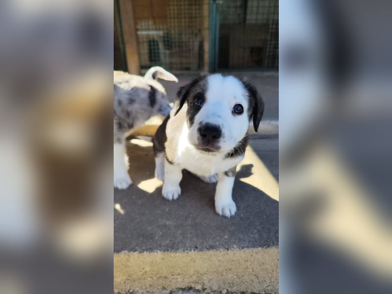 SCHNEEGLÖCKCHEN ca. 3-4 mon. Mischlingsmädchen