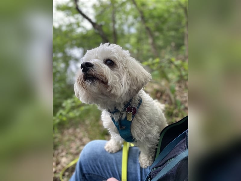 Havaneser Deckrüde cremefarben Kinderfreundlich, verschmust