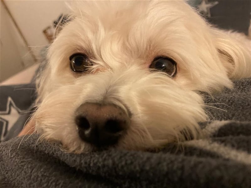 Havaneser Deckrüde cremefarben Kinderfreundlich, verschmust