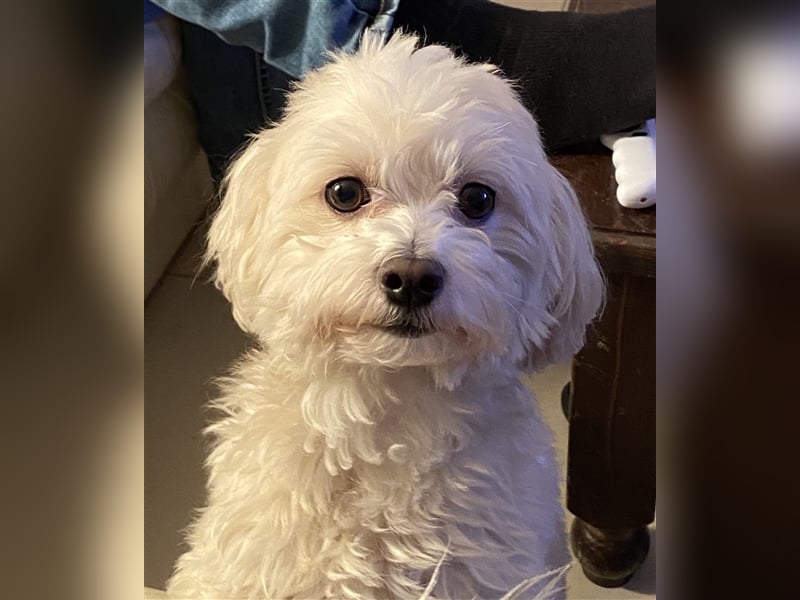 Havaneser Deckrüde cremefarben Kinderfreundlich, verschmust