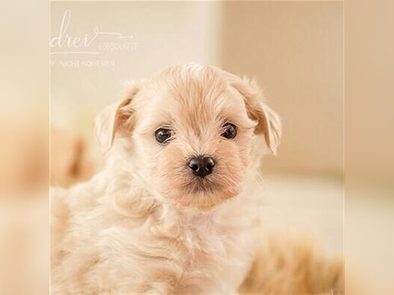 Havaneser Deckrüde cremefarben Kinderfreundlich, verschmust