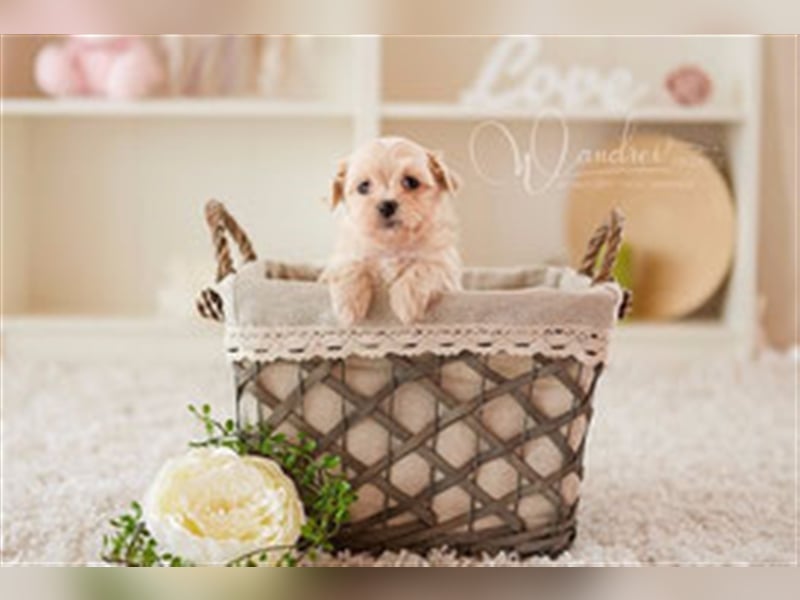 Havaneser Deckrüde cremefarben Kinderfreundlich, verschmust