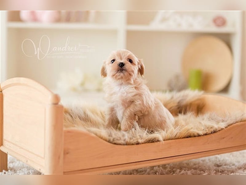 Havaneser Deckrüde cremefarben Kinderfreundlich, verschmust