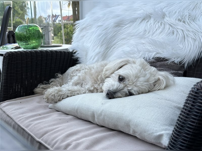 Havaneser Deckrüde cremefarben Kinderfreundlich, verschmust