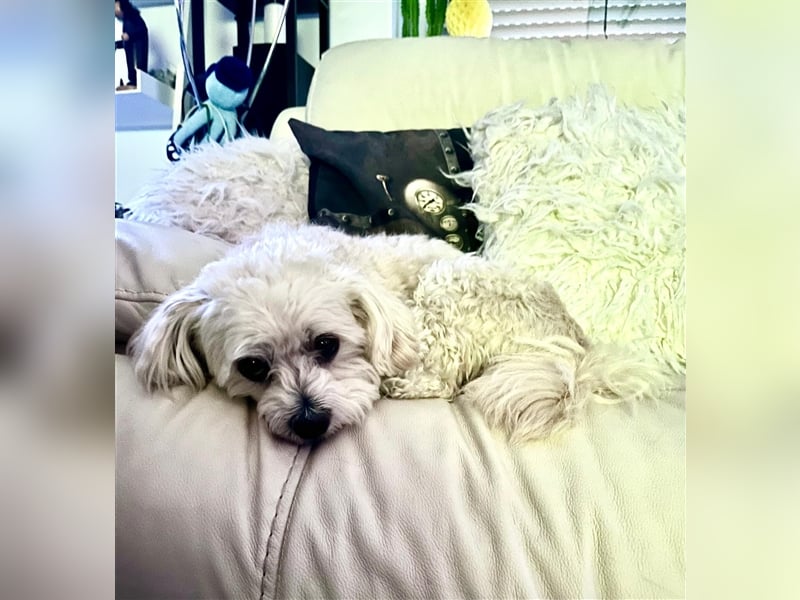 Havaneser Deckrüde cremefarben Kinderfreundlich, verschmust