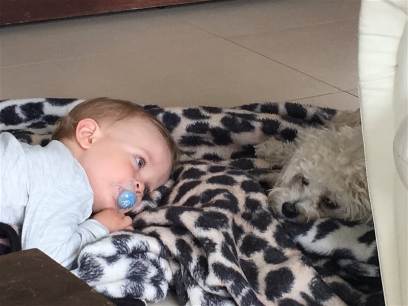 Havaneser Deckrüde cremefarben Kinderfreundlich, verschmust