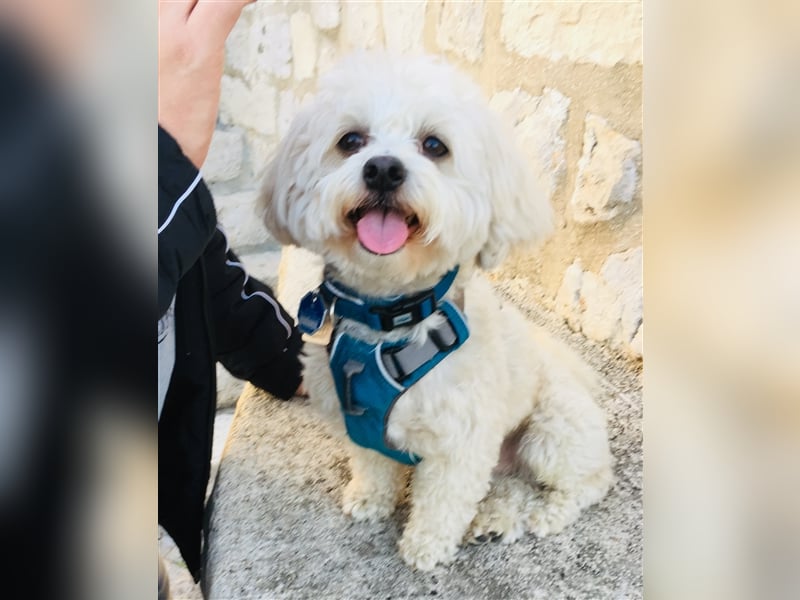 Havaneser Deckrüde cremefarben Kinderfreundlich, verschmust