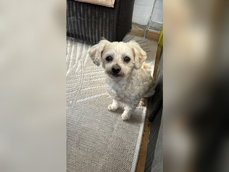 Havaneser Deckrüde cremefarben Kinderfreundlich, verschmust