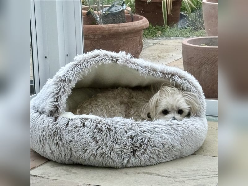 Havaneser Deckrüde cremefarben Kinderfreundlich, verschmust