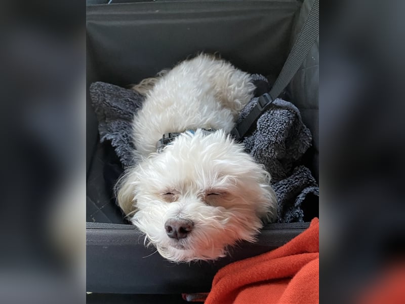 Havaneser Deckrüde cremefarben Kinderfreundlich, verschmust