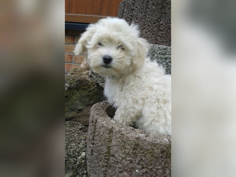 Havaneser Deckrüde cremefarben Kinderfreundlich, verschmust