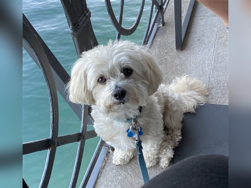 Havaneser Deckrüde cremefarben Kinderfreundlich, verschmust