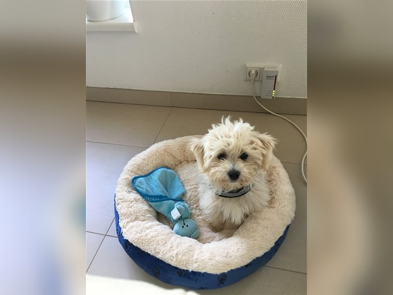 Havaneser Deckrüde cremefarben Kinderfreundlich, verschmust