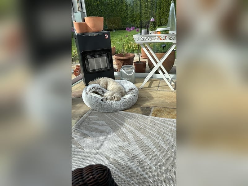 Havaneser Deckrüde cremefarben Kinderfreundlich, verschmust