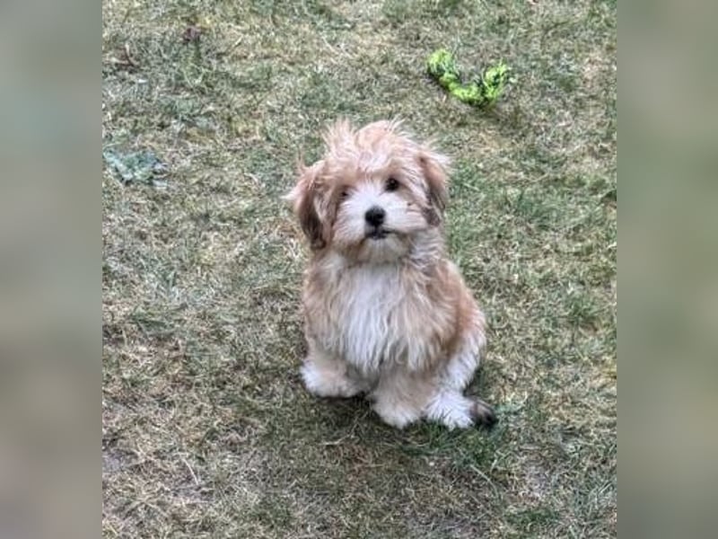 Zwei süße Hundewelpen suchen noch ein liebevolles Zuhause!