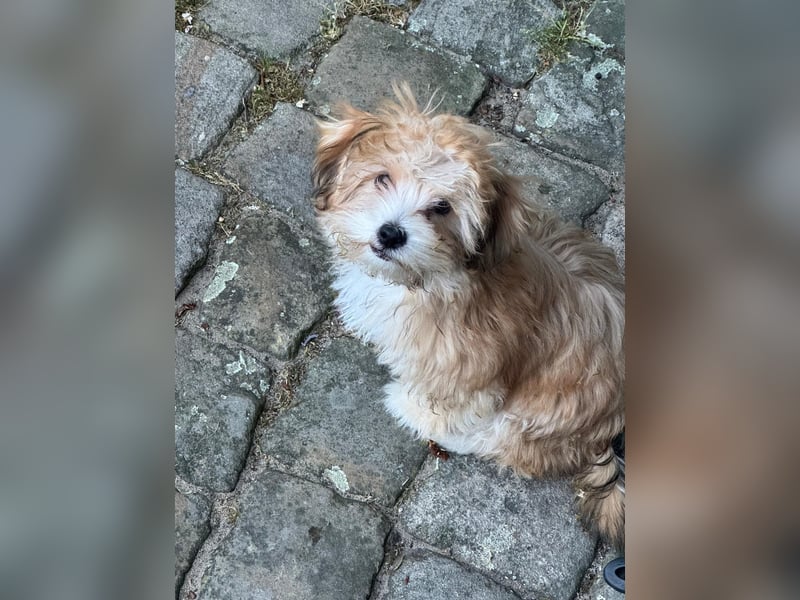 Zwei süße Hundewelpen suchen noch ein liebevolles Zuhause!