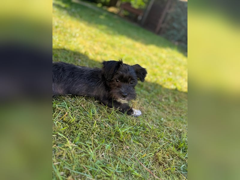 Zwei süße Hundewelpen suchen noch ein liebevolles Zuhause!