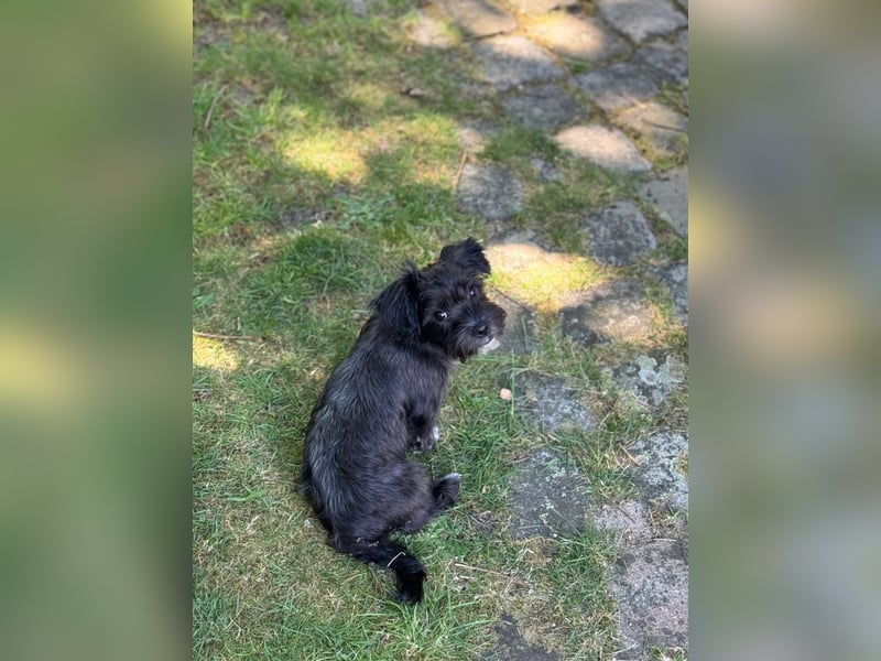Zwei süße Hundewelpen suchen noch ein liebevolles Zuhause!