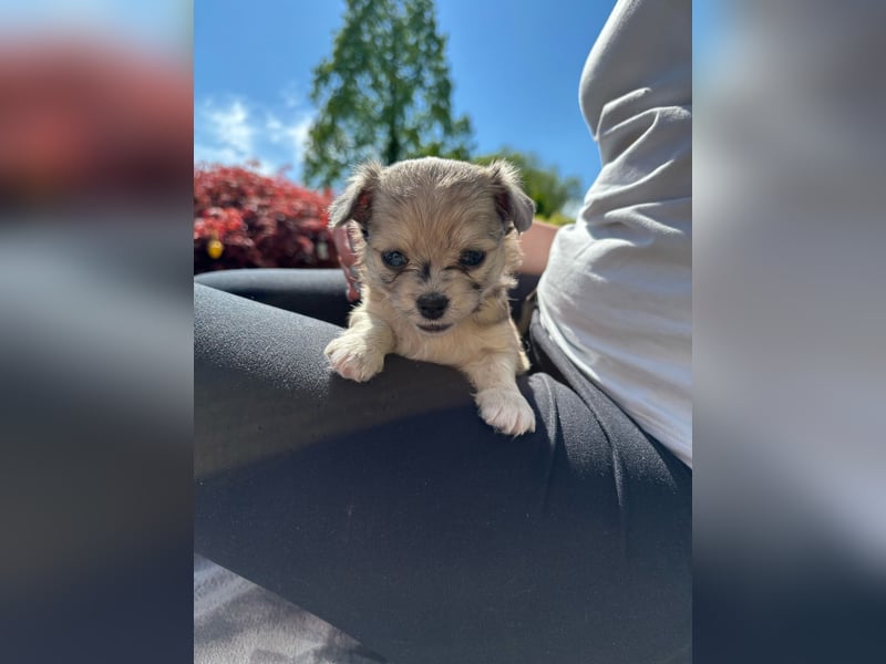 Havaneser Chihuahua mix