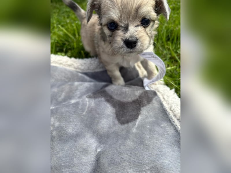 Havaneser Chihuahua mix