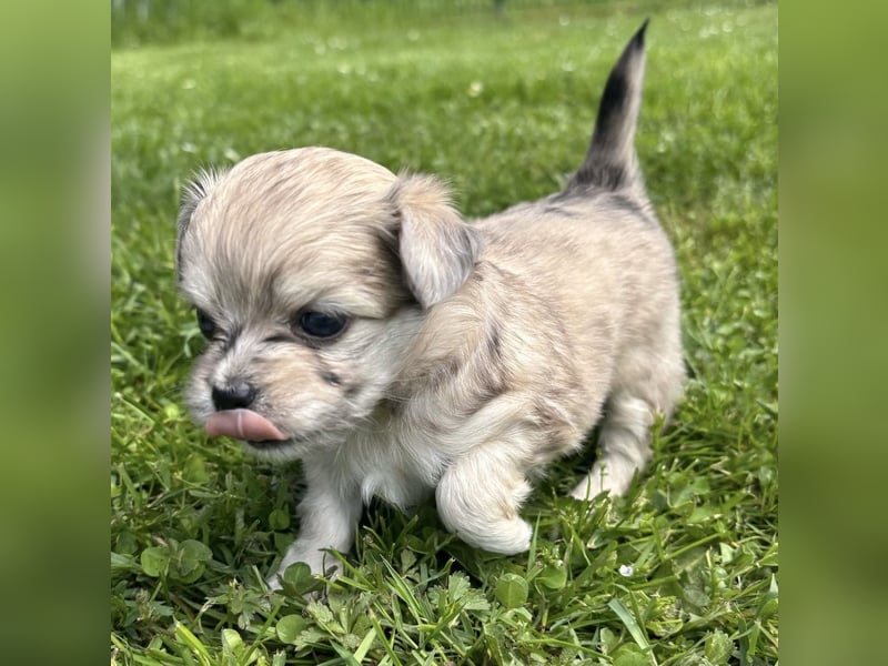 Havaneser Chihuahua mix