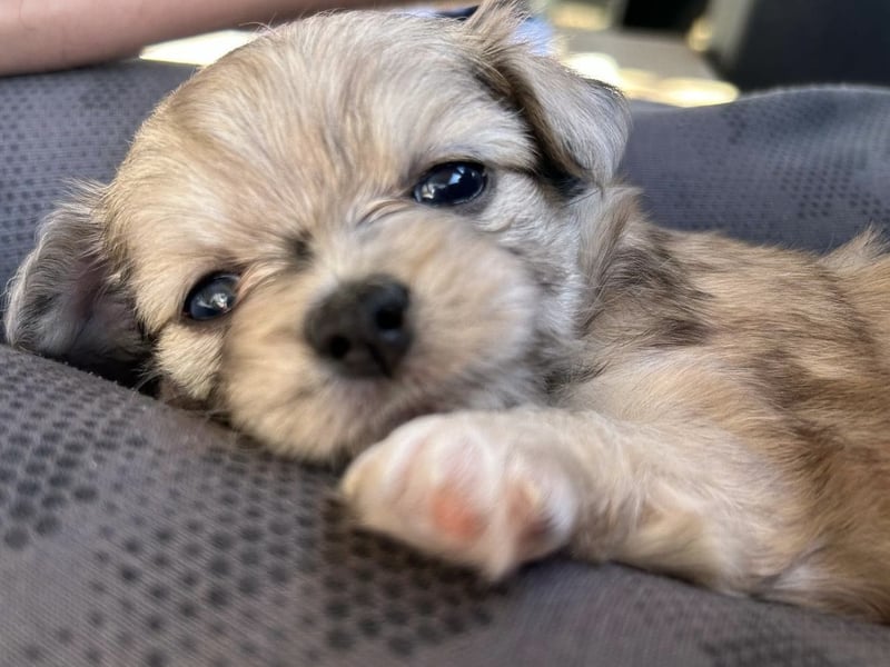 Havaneser Chihuahua mix