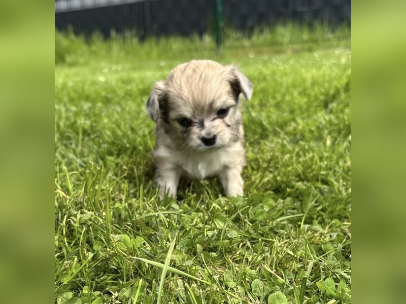 Havaneser Chihuahua mix