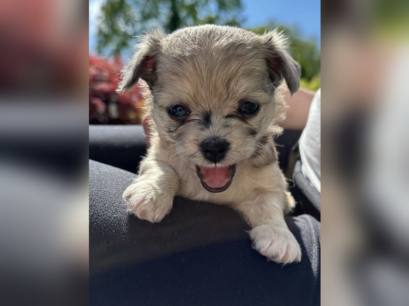 Havaneser Chihuahua mix