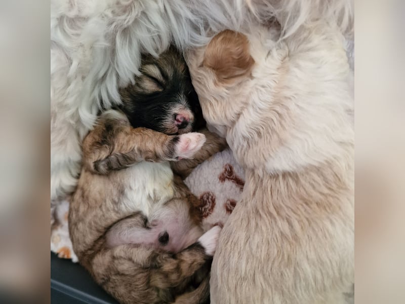 Havapoo Pudel Havaneser-ShihTzu
