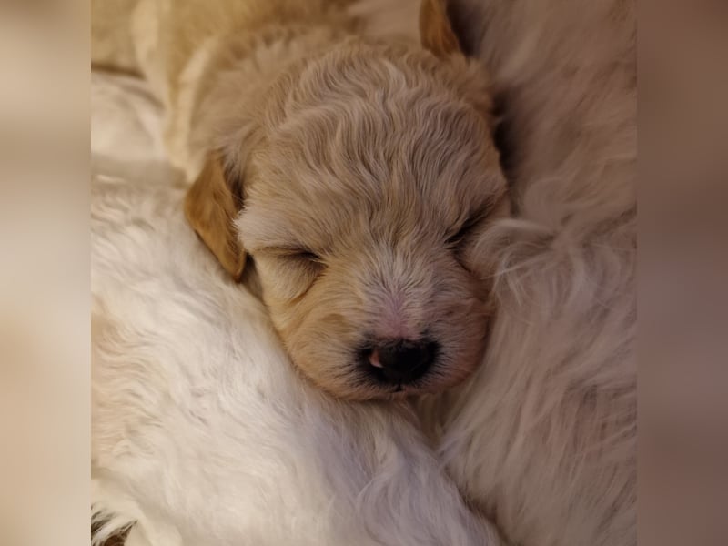 Havapoo Pudel Havaneser-ShihTzu
