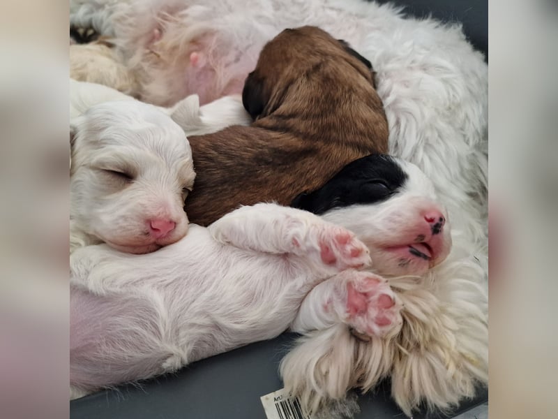 Havapoo Pudel Havaneser-ShihTzu