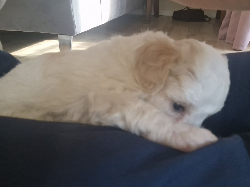 Havapoo Pudel Havaneser-ShihTzu
