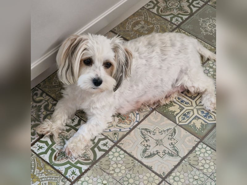 Havapoo Pudel Havaneser-ShihTzu